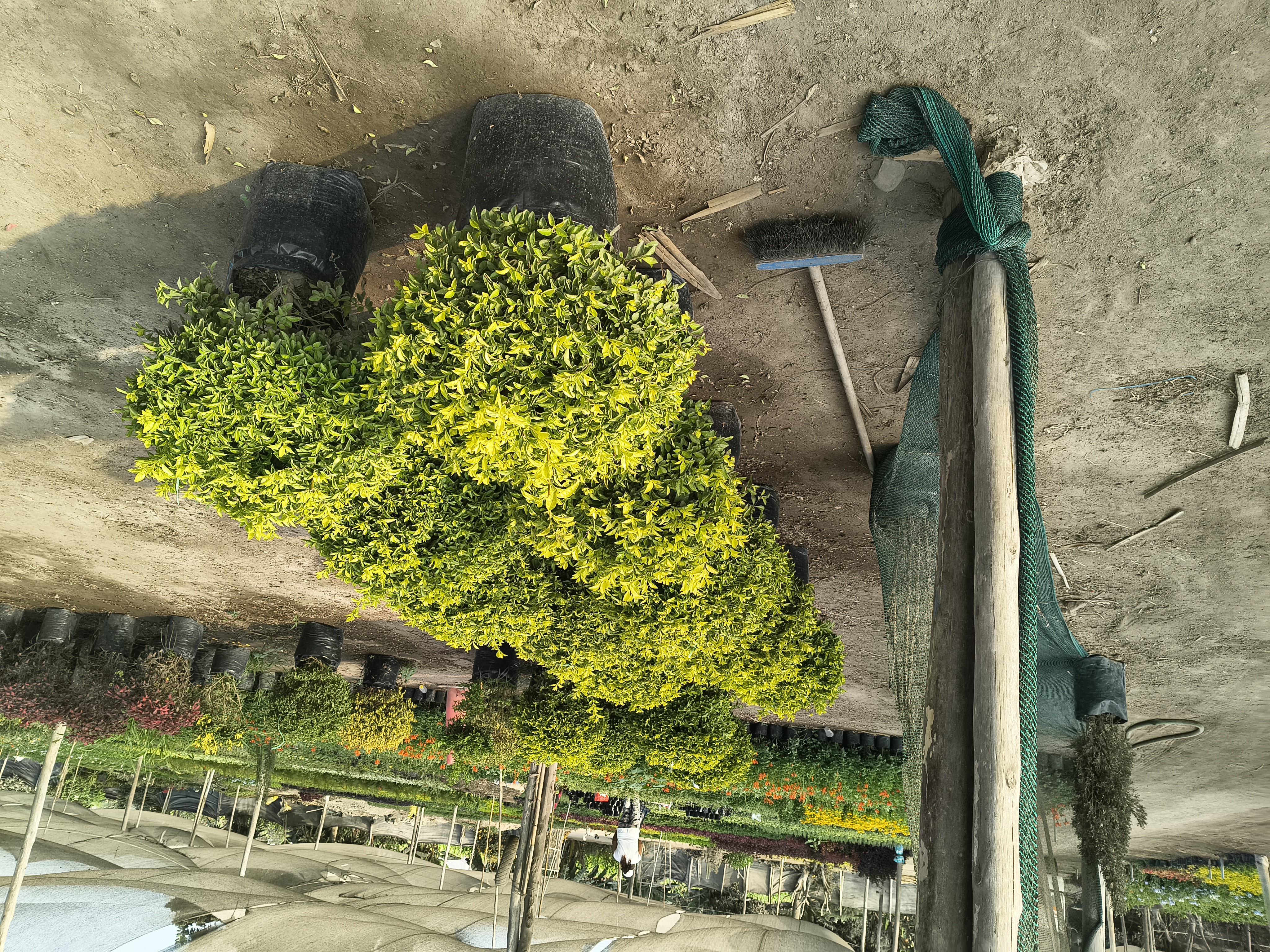 PLANTAS INTERIORES